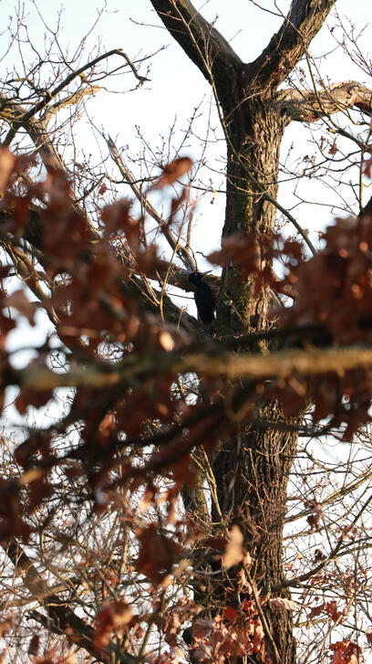 My little pony (room) My little pony (room)